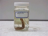 藏品(角鰨沙)的圖片